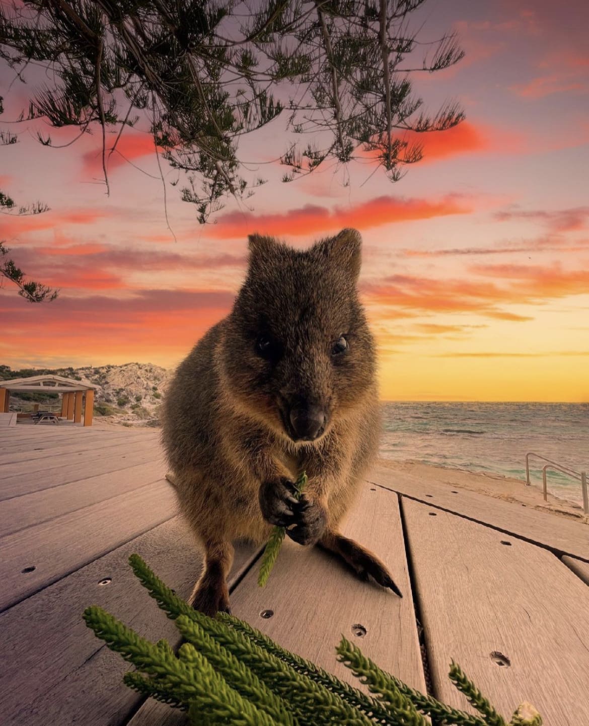 Rottnest Island